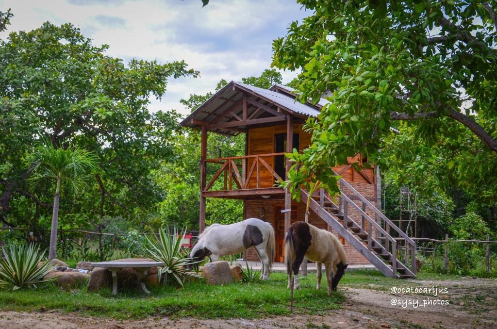 Oca Tocarijus Eco Resort room 1